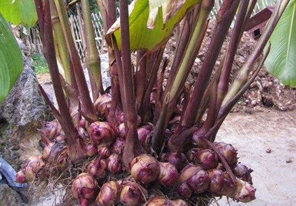 Cây dong riềng có tác dụng cao trong chữa bệnh mạch vành